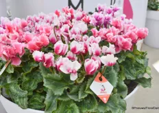 And a novelty for next year 24-25, a pre introduction is Abanico mix. They have three colors, magenta, salmon scarlet, and purple. Characteristic is that it is bicolor and waved mini flowers.